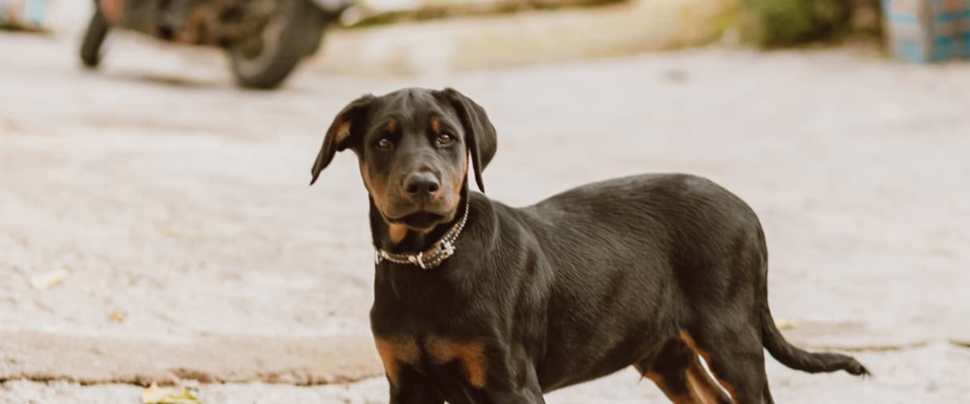 Are there any breed restrictions on the dogs that can be accepted by a dog kennel service?