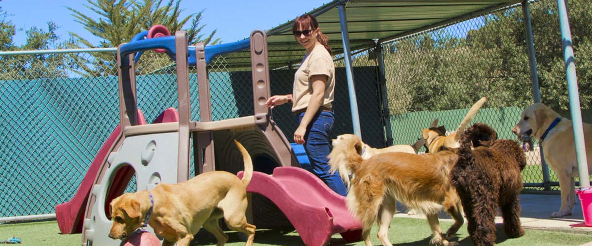 Are there any additional fees for daycare services at a dog kennel service?