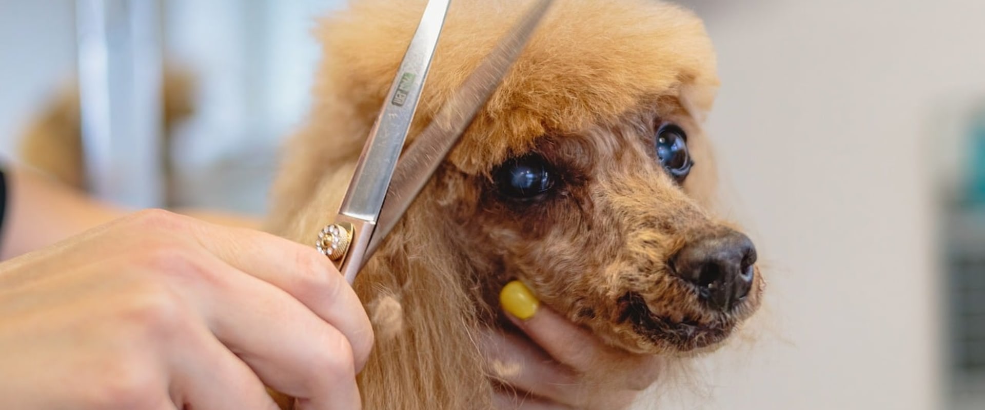 How often are the dogs groomed at a dog kennel service?