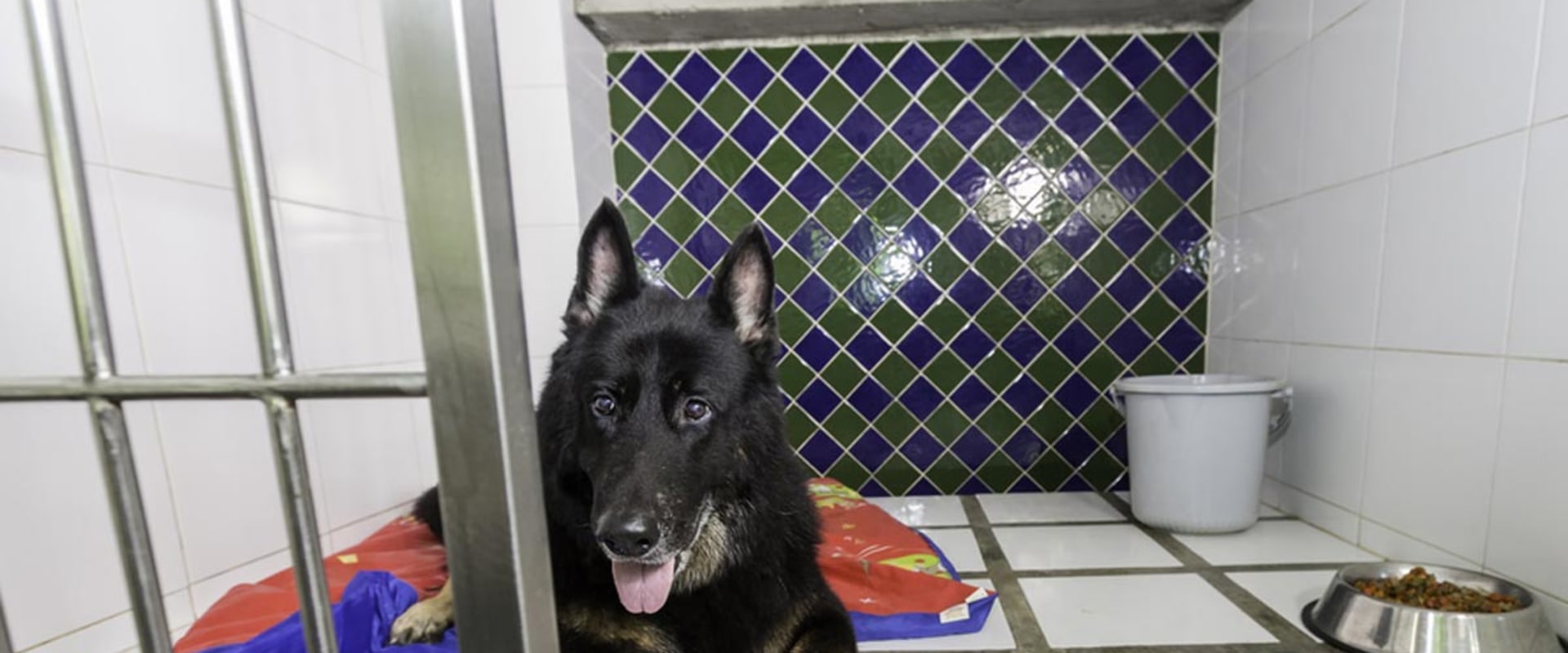 Are there any additional fees for overnight stays at a dog kennel service?