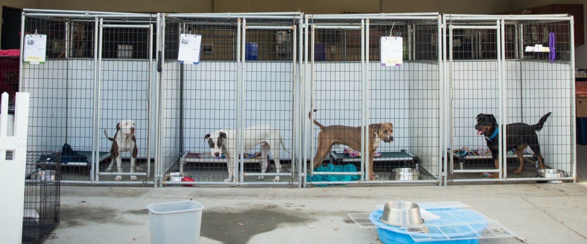 What safety measures do dog kennel services take?