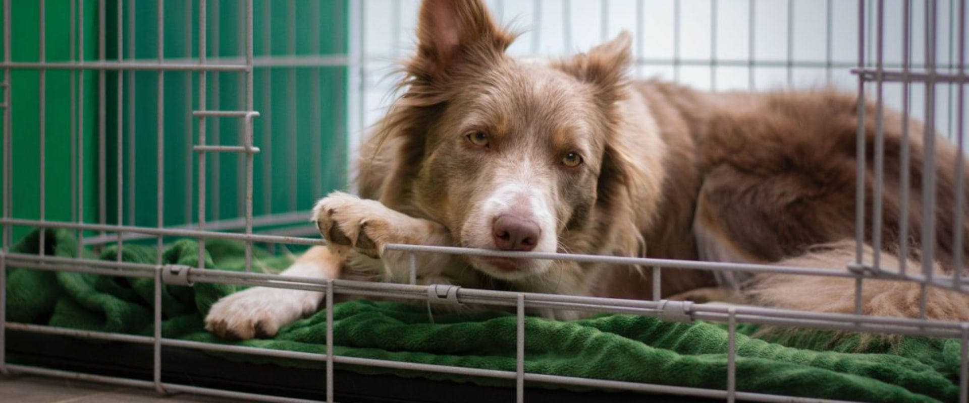 What types of services do dog kennel services offer?