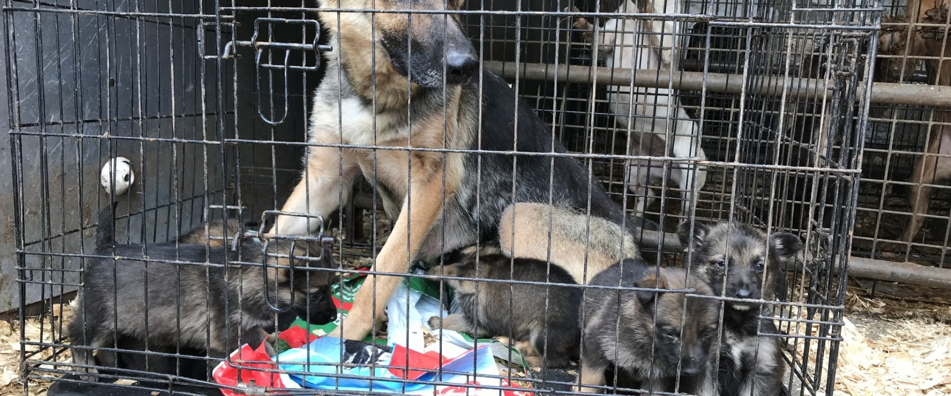 Will a kennel take a dog with worms?