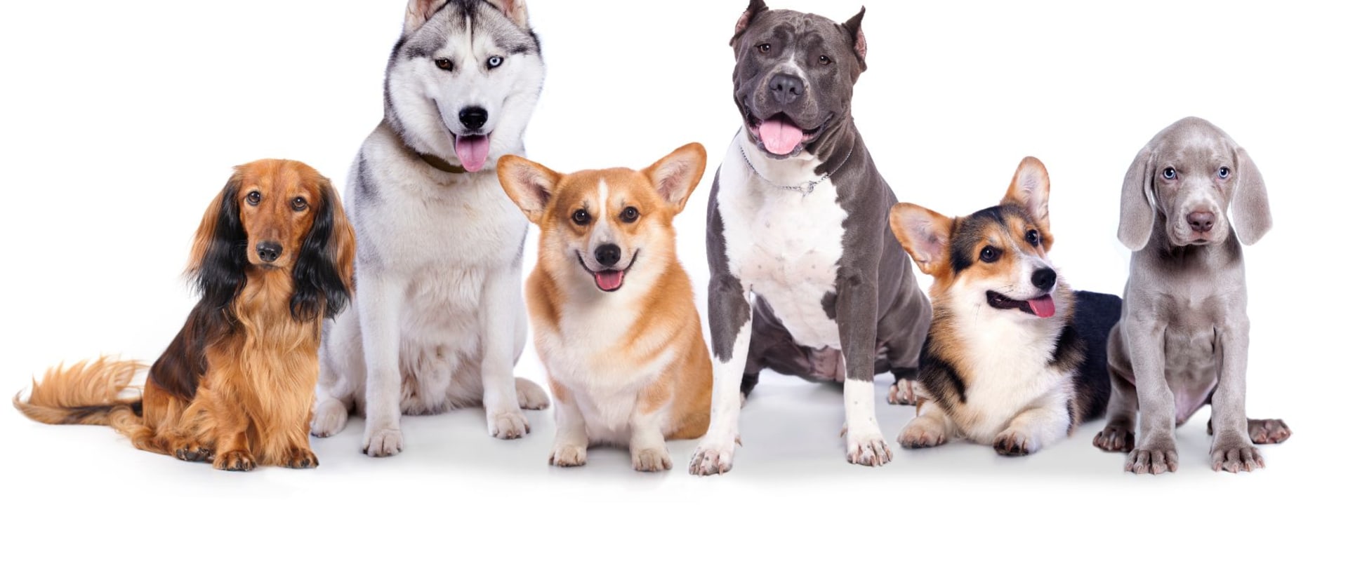 What types of dogs are accepted by dog kennel services?