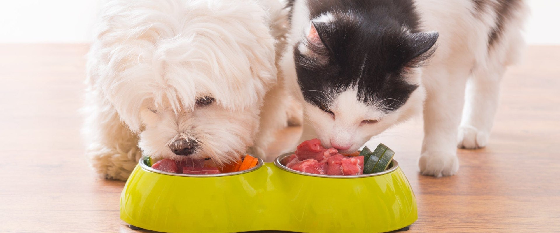 Is it possible to get an update on my pet's diet while they are staying with the dog kennel service?