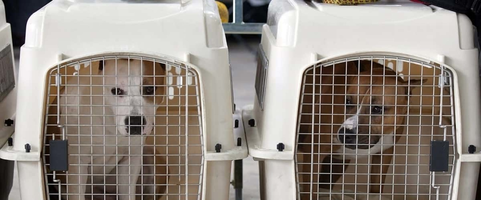 What size kennel for dog travel?