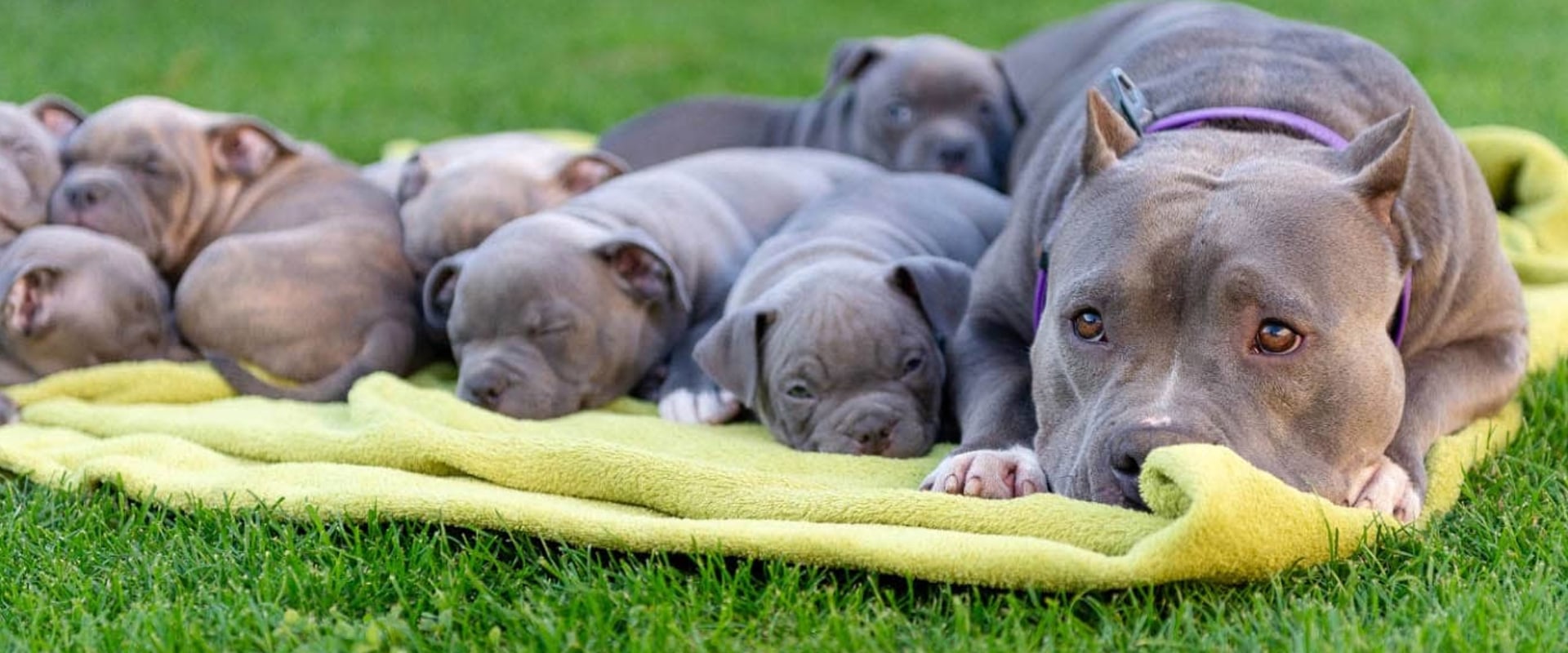 Are there any restrictions on the size of dogs that can be accepted by a dog kennel service?