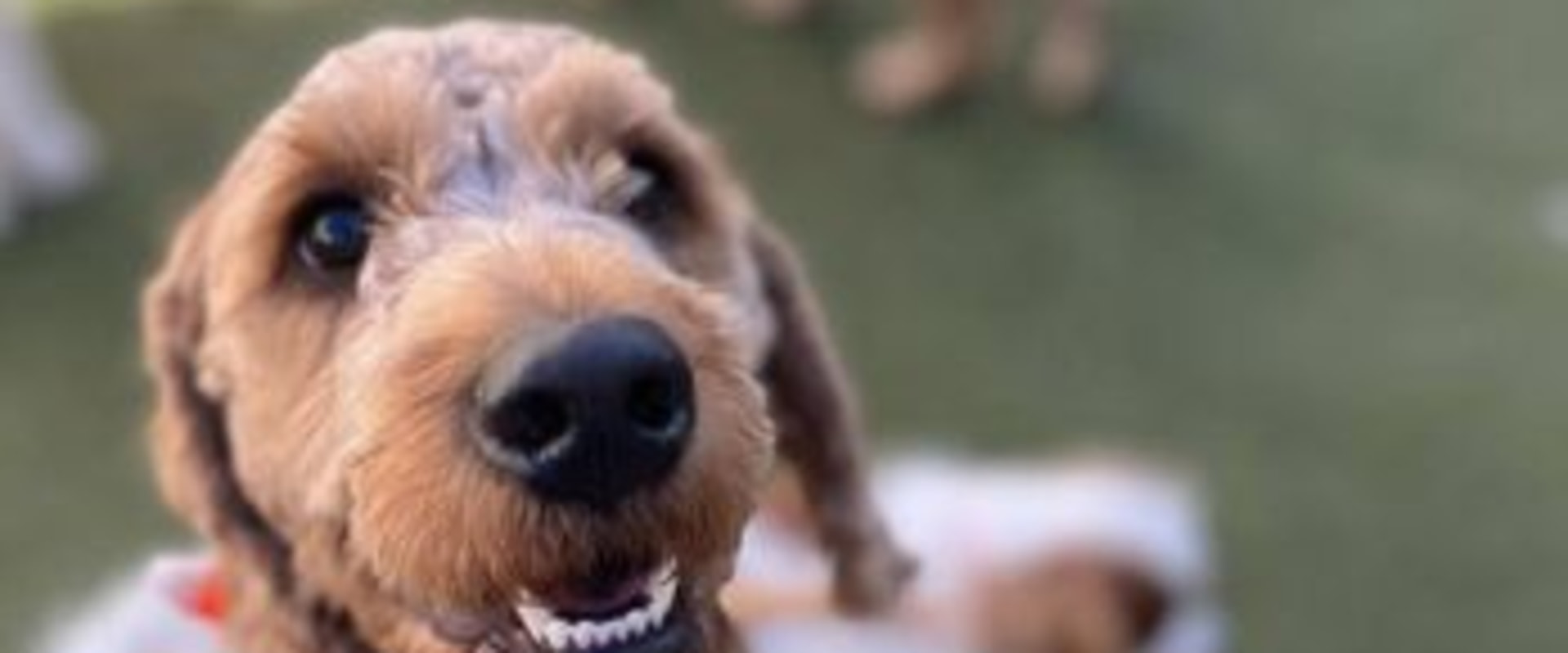 Are there any discounts available for senior citizens at a dog kennel service?