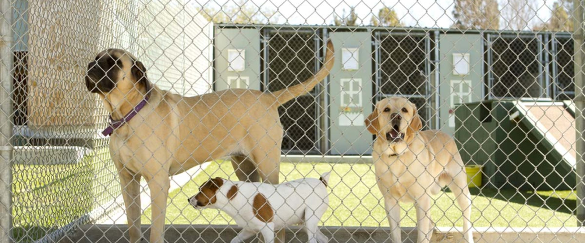 Are there any additional fees associated with using a dog kennel service?