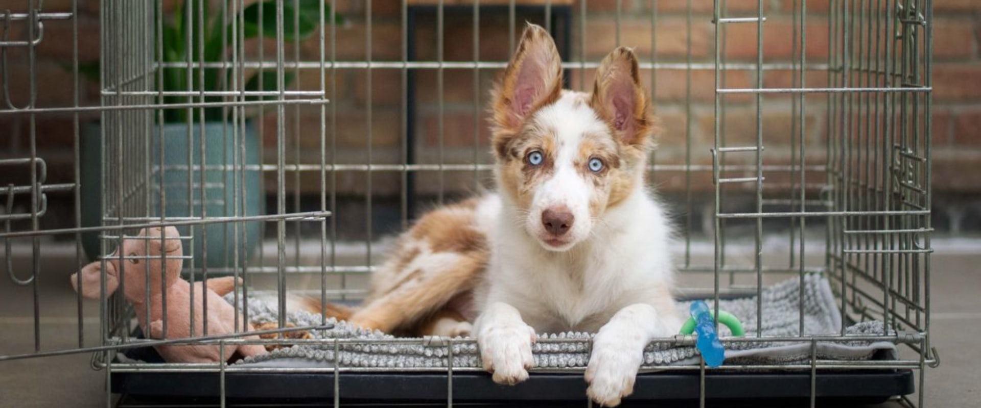 Is it possible to get an update on my pet's activities while they are staying with the dog kennel service?