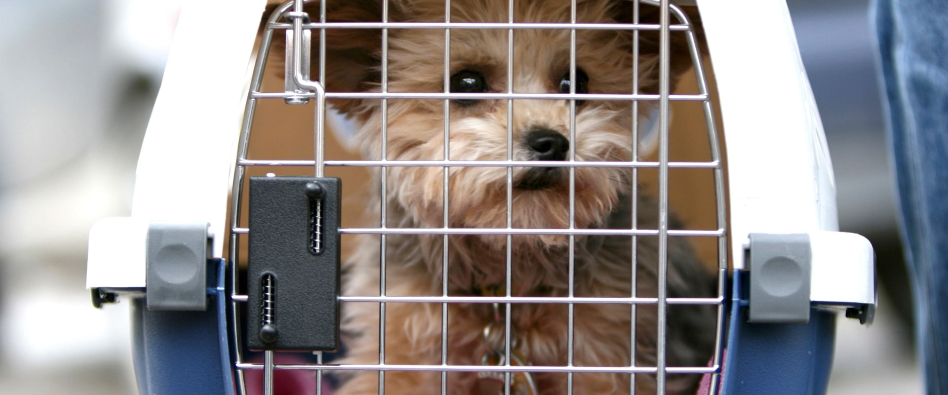 Is it possible to cancel or change an existing booking with a dog kennel service?