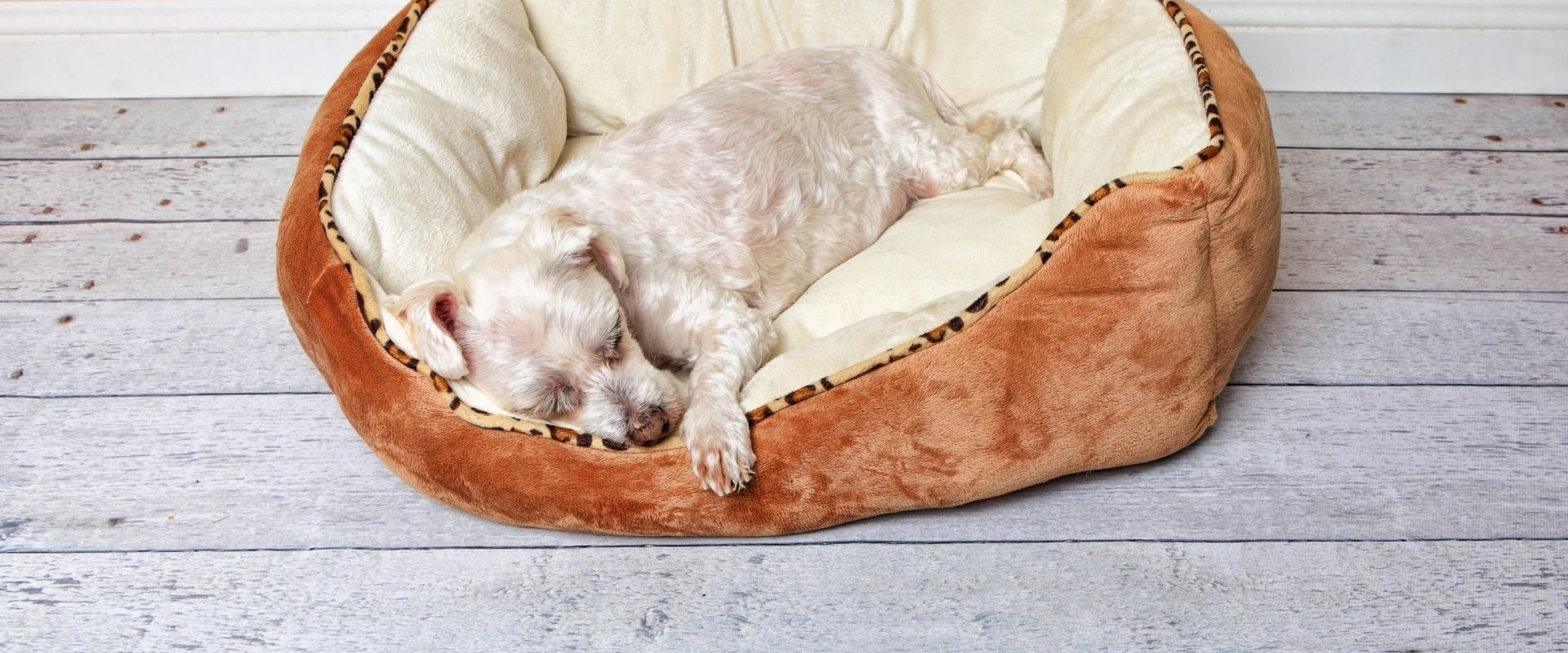 Ultimate Guide to Choosing the Perfect Bedding for Your Dog's Kennel