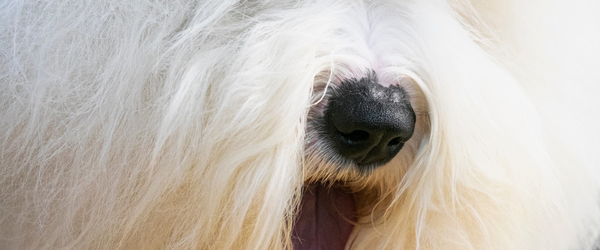 Is it possible to get an update on my pet's grooming while they are staying with the dog kennel service?