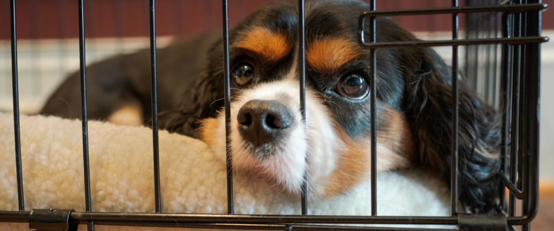 Are there any special dietary requirements that can be accommodated by a dog kennel service?