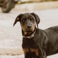 Are there any breed restrictions on the dogs that can be accepted by a dog kennel service?