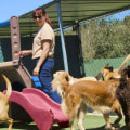 Are there any additional fees for daycare services at a dog kennel service?