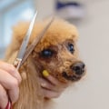 How often are the dogs groomed at a dog kennel service?