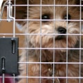 What is the policy regarding pets that become ill while staying with the dog kennel service?