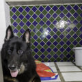 Are there any additional fees for overnight stays at a dog kennel service?
