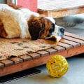 What are the benefits of using a dog kennel service?