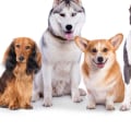 Are there any discounts available for long-term bookings at a dog kennel service?