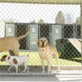 How much does it cost to kennel a dog in chicago?