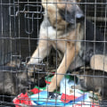 Will a kennel take a dog with worms?