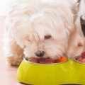 Is it possible to get an update on my pet's diet while they are staying with the dog kennel service?