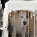 What size kennel for dog travel?