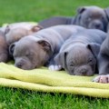 Are there any restrictions on the size of dogs that can be accepted by a dog kennel service?