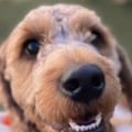 Are there any discounts available for senior citizens at a dog kennel service?