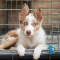 Is it possible to get an update on my pet's activities while they are staying with the dog kennel service?