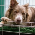 What type of training is available at a dog kennel service?