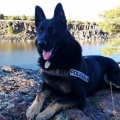 What payment methods are accepted by a dog kennel service?