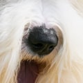 Is it possible to get an update on my pet's grooming while they are staying with the dog kennel service?