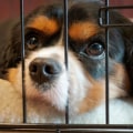 Are there any special dietary requirements that can be accommodated by a dog kennel service?