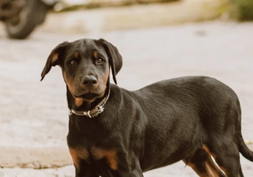 Are there any breed restrictions on the dogs that can be accepted by a dog kennel service?