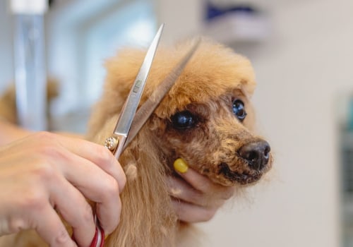 How often are the dogs groomed at a dog kennel service?