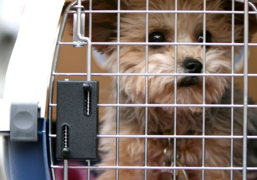 What is the policy regarding pets that become ill while staying with the dog kennel service?