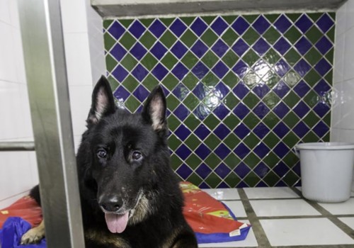 Are there any additional fees for overnight stays at a dog kennel service?