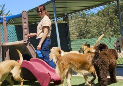 Are there any additional fees for training at a dog kennel service?