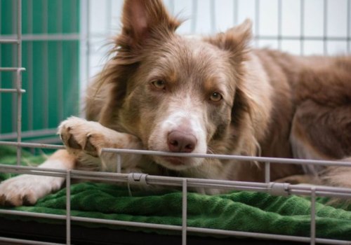 What types of services do dog kennel services offer?