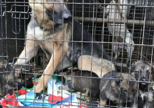 Will a kennel take a dog with worms?