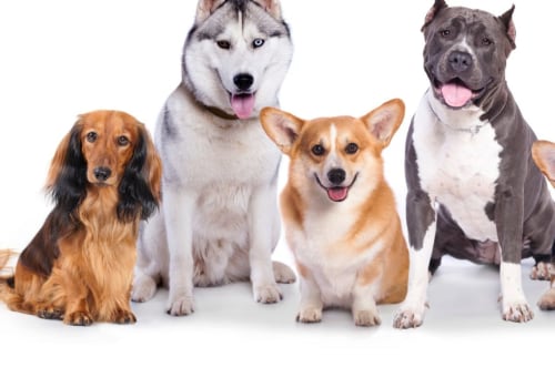 What types of dogs are accepted by dog kennel services?