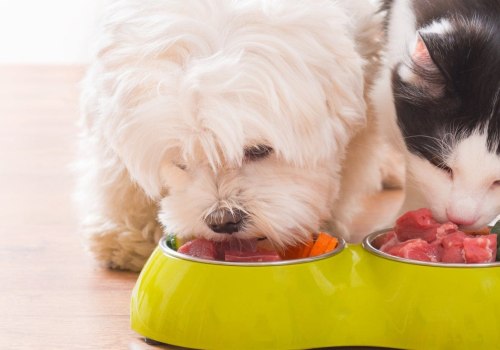 Is it possible to get an update on my pet's diet while they are staying with the dog kennel service?