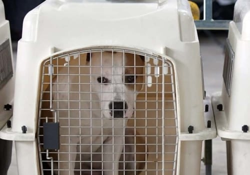 What size kennel for dog travel?