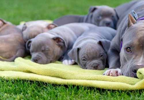 Are there any restrictions on the size of dogs that can be accepted by a dog kennel service?