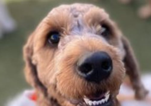 Are there any discounts available for senior citizens at a dog kennel service?