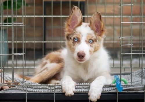 Is it possible to get an update on my pet's activities while they are staying with the dog kennel service?