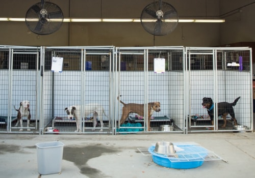 How often are the dogs monitored at a dog kennel service?